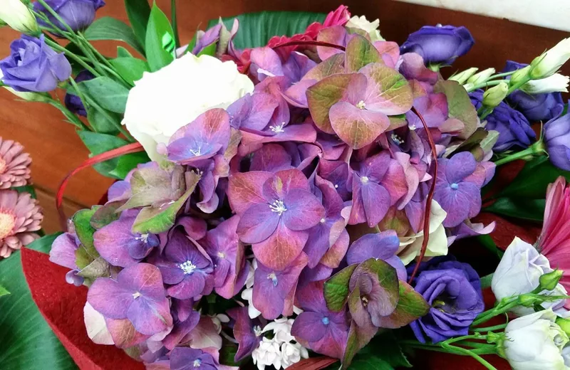 Hortensie mov-verzuie, lisianthus și gerbera, în prim-plan