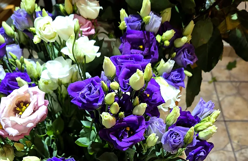 Lisianthus mov și alb, strâns în găleată