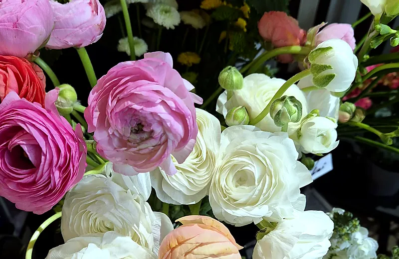 Ranunculus roz și albi, cu petale dese