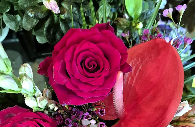 Trandafir roșu lângă un anthurium roșu