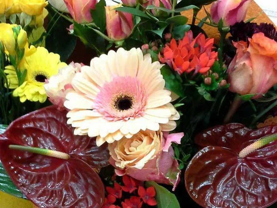 Buchet cu gerbera crem-roz, anthurium bordo și trandafiri piersică, în hârtie portocalie